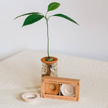 Load image into Gallery viewer, Bija Floral Seed Sprouter Set