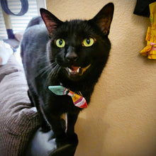 Load image into Gallery viewer, Cat and Dog Collar Bow Tie - Set of 3: Trendy