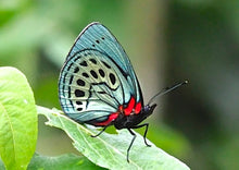 Load image into Gallery viewer, Leprieur's Glory Butterfly Earrings