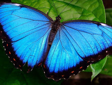 Load image into Gallery viewer, Blue Morpho Butterfly Pendant