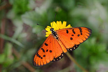 Load image into Gallery viewer, Juno Silverspot Butterfly Earrings