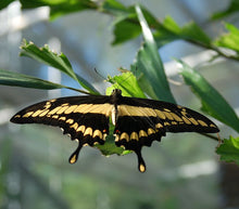 Load image into Gallery viewer, King Swallowtail Butterfly Earrings