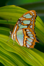 Load image into Gallery viewer, Malachite Butterfly Earrings