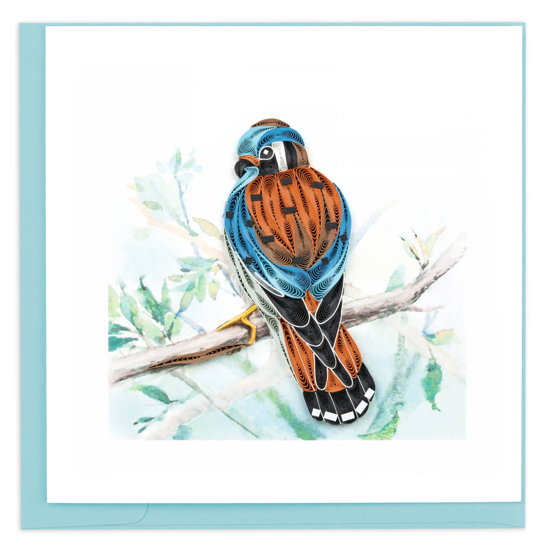 American Kestrel