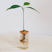 Load image into Gallery viewer, Bija Floral Seed Sprouter Set
