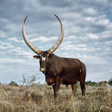 Load image into Gallery viewer, Horn Bangle - Medium
