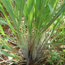 Load image into Gallery viewer, Organic Lemongrass Ginger
