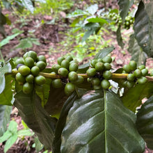 Load image into Gallery viewer, Cafe Salvador Coffee 12oz - Ground Coffee
