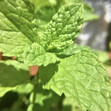 Load image into Gallery viewer, Organic Spearmint Tea
