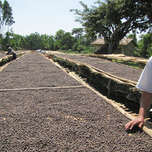 Load image into Gallery viewer, Organic Ethiopian Coffee, 12oz bag - Ground
