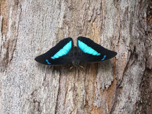 Load image into Gallery viewer, Three-toned Prepona Butterfly Earrings
