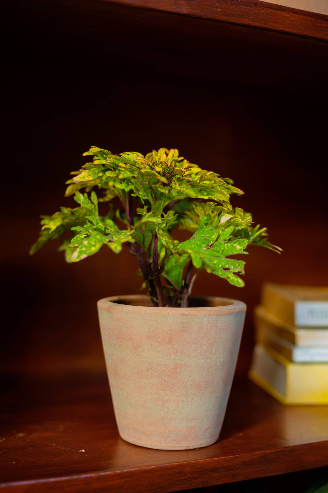 Concrete-washed Terracotta Planter (Small)