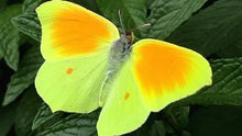Load image into Gallery viewer, Orange-barred Sulphur Butterfly Pendant
