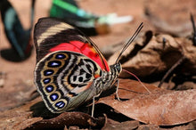 Load image into Gallery viewer, Claudina Agrias Butterfly Earrings
