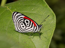 Load image into Gallery viewer, 88 Butterfly Pendant
