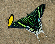 Load image into Gallery viewer, Day-flying Moth Buttterfly Pendant

