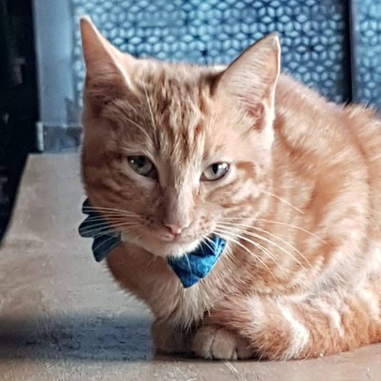 Alma de Añil Pet Bow-Tie