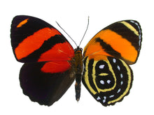 Load image into Gallery viewer, BD Butterfly Earrings
