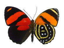 Load image into Gallery viewer, BD Butterfly Pendant
