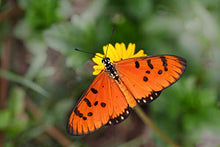 Load image into Gallery viewer, Juno Silverspot Butterfly Earrings
