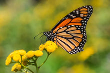 Load image into Gallery viewer, Monarch Butterfly Earrings
